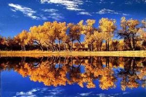 輪台胡楊林 輪台胡楊林