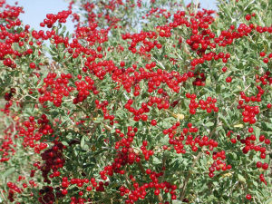 毛瓣白刺 毛瓣白刺