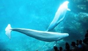 5月25日，遊客在美國喬治亞水族館觀賞白鯨