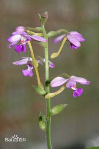 中華蝦脊蘭 中華蝦脊蘭