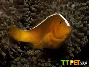 印度洋銀線小丑