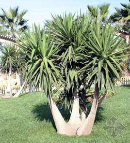 象腳絲蘭 象腳絲蘭