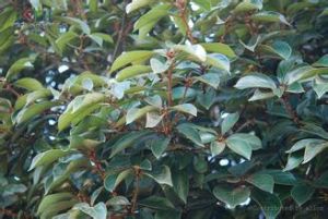 霧社黃肉楠 霧社黃肉楠