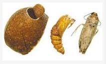 墨西哥跳豆 墨西哥跳豆