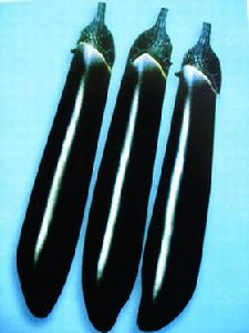 曼斯特長茄 曼斯特長茄