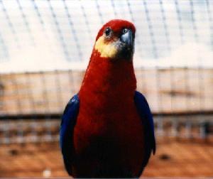 九重鸚鵡 九重鸚鵡