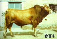 魯西牛