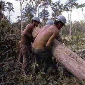 森林採伐量