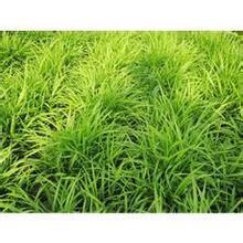 寬葉沿階草 寬葉沿階草