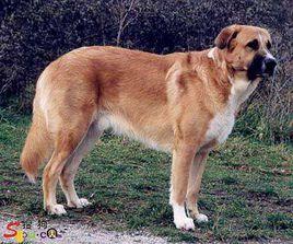 阿蘭多獒犬 阿蘭多獒犬