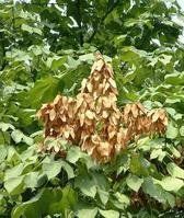 天山條果芥 天山條果芥