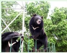 福建錢山特種動物養殖有限公司養殖的黑熊