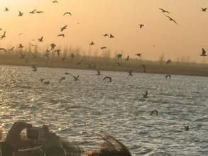 啟東長江口濕地保護區 啟東長江口濕地保護區