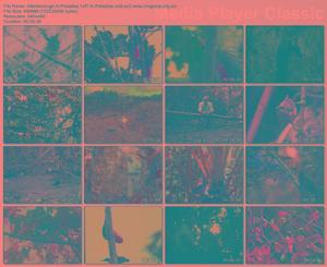 園丁鳥的魅力藝術