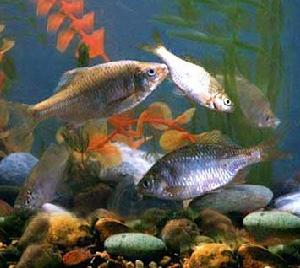 黑龍江鰟鮍 黑龍江鰟鮍