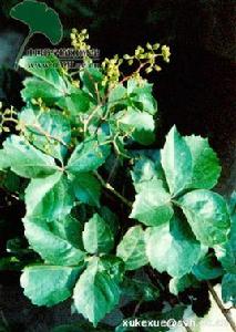 綠葉地錦 綠葉地錦