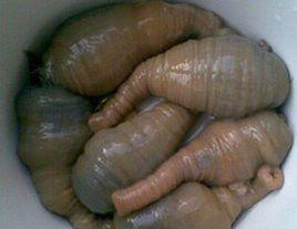 中華仙影海葵 中華仙影海葵