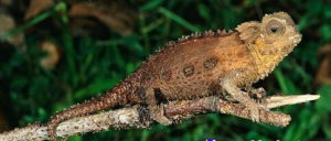 殘肢變色龍 殘肢變色龍