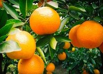 當陽市泉河柑桔專業合作社 當陽市泉河柑桔專業合作社