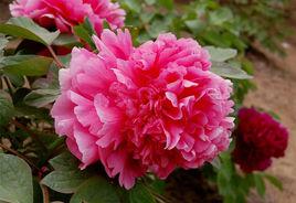 胭脂紅[芍藥屬牡丹栽培品種]