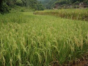 曼巒嘎村-水稻種植