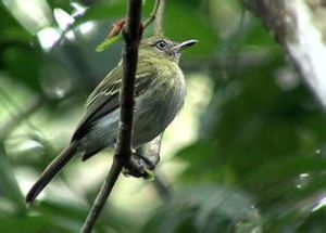 白眼隱霸鶲 白眼隱霸鶲