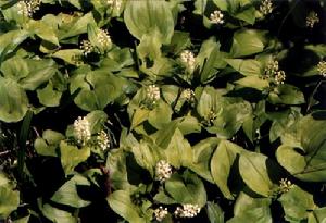 二葉舞鶴草 二葉舞鶴草