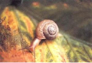 同型巴蝸牛
