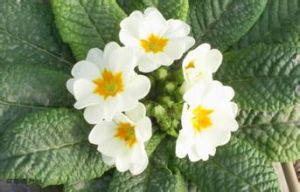 肥滿報春 肥滿報春