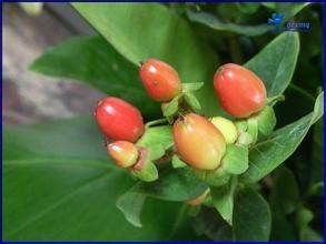 金絲桃屬 金絲桃屬