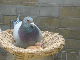 鴿子營養 鴿子營養