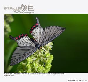 淺翅鳳蛾 淺翅鳳蛾