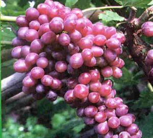 京秀葡萄 京秀葡萄