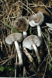 棕灰口蘑 棕灰口蘑