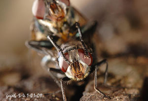 家蠅總科 家蠅總科