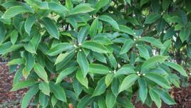 毛木樹葉 毛木樹葉