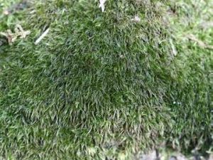 滇邊棉蘚 滇邊棉蘚