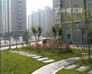 森林灣花園 森林灣花園