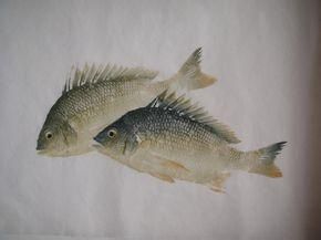 布氏沙鱧 布氏沙鱧