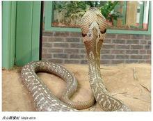 各種環境下的中華眼鏡蛇