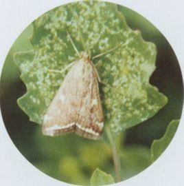 草地螟 草地螟