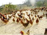 新華農場 新華農場