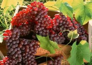 美國珍珠無核小紅提 美國珍珠無核小紅提