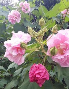 貴州芙蓉 貴州芙蓉