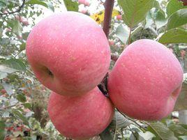 富縣蘋果 富縣蘋果