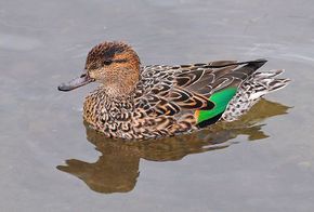 綠翅鴨北美亞種