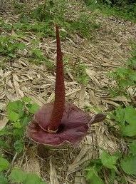 台灣魔芋 台灣魔芋