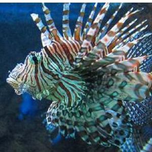 細紋獅子魚 細紋獅子魚