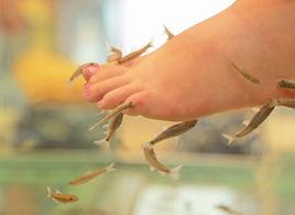 魚足療 魚足療