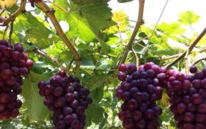 千島湖汪家葡萄採摘園 千島湖汪家葡萄採摘園